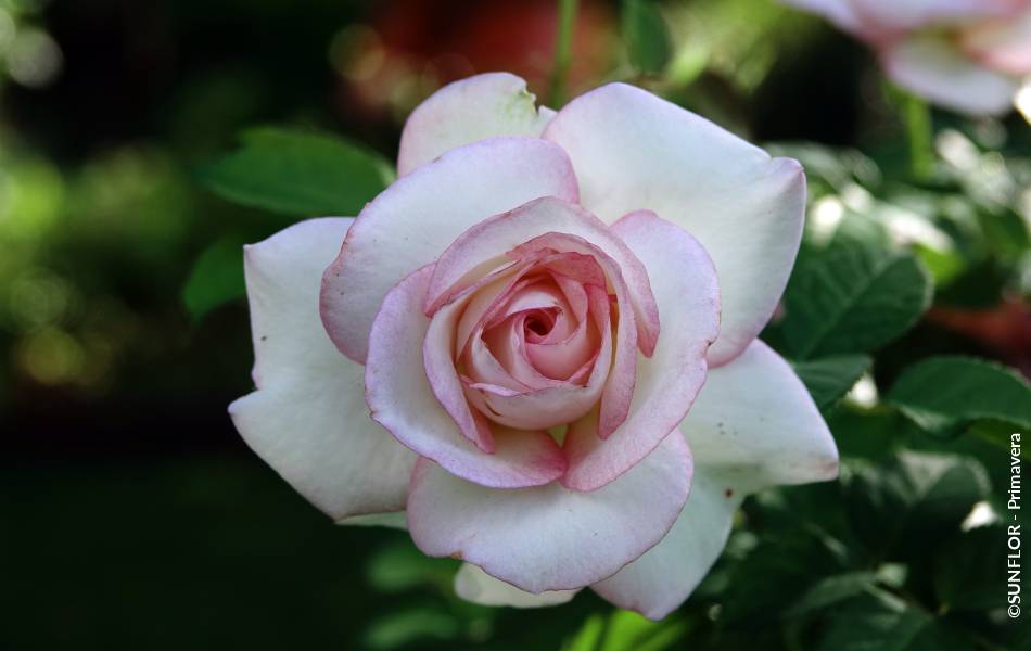 ©SUNFLOR - Primavera